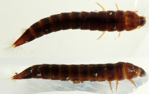 Réf. 203 473 : Limnius volckmari